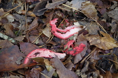 Clathrus archeri