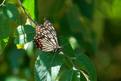 Hestina assimilis assimilis