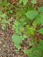 Rubus fruticosus