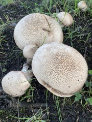 Leccinum duriusculum
