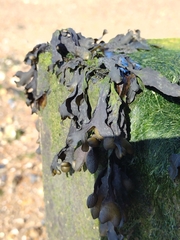 Fucus serratus