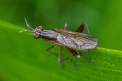 Sepedon spinipes