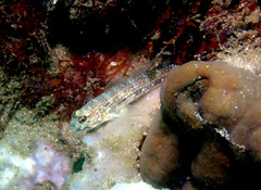 Istigobius hoesei