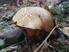 Rubroboletus rubrosanguineus