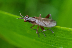 Sepedon spinipes