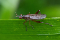Sepedon spinipes