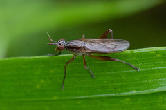 Sepedon spinipes