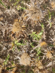 Carlina hispanica