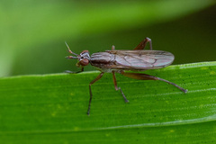 Sepedon spinipes