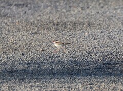 Elseyornis melanops