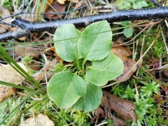 Pyrola minor