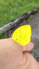 Eurema mandarina