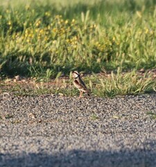 Elseyornis melanops