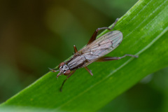 Sepedon spinipes