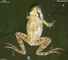 Rana dybowskii