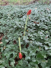 Arum cylindraceum