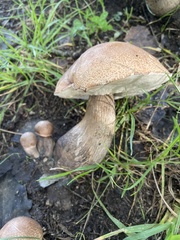 Leccinum duriusculum