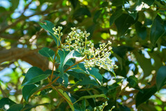Ligustrum lucidum