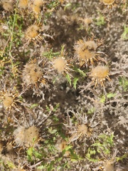 Carlina hispanica