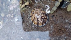 Cellana radians