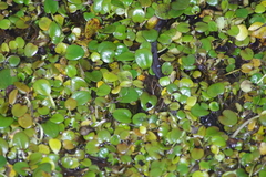 Limnobium laevigatum