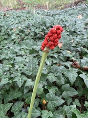 Arum cylindraceum