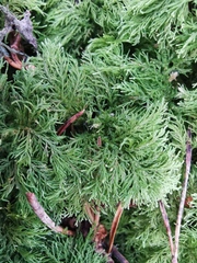 Thuidium tamariscinum