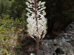 Drimia maritima