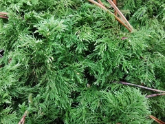 Thuidium tamariscinum