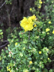Hibbertia sericea