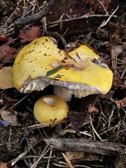 Russula claroflava