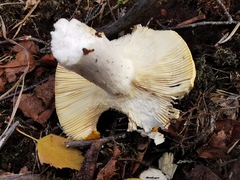 Russula claroflava