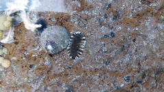 Sypharochiton sinclairi