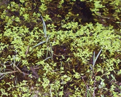 Callitriche stagnalis