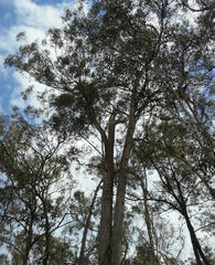 Eucalypteae