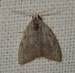 Nola confusalis