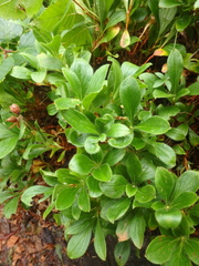 Rhododendron camtschaticum