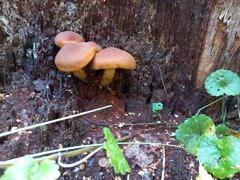 Fungi