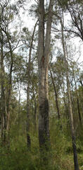 Eucalypteae