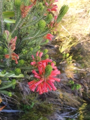 Erica abietina