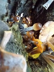 Fungi