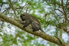 Chlorocebus pygerythrus