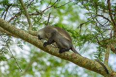 Chlorocebus pygerythrus