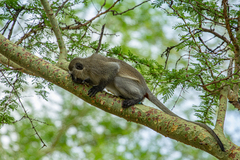 Chlorocebus pygerythrus