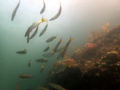Dinolestes lewini