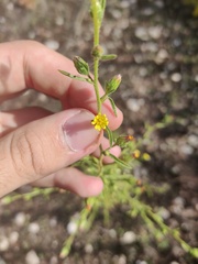 Dittrichia graveolens