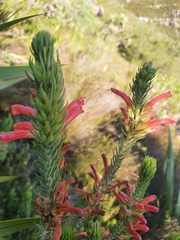 Erica abietina