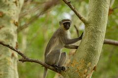 Chlorocebus pygerythrus