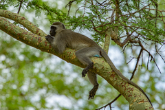 Chlorocebus pygerythrus