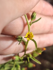 Dittrichia graveolens
